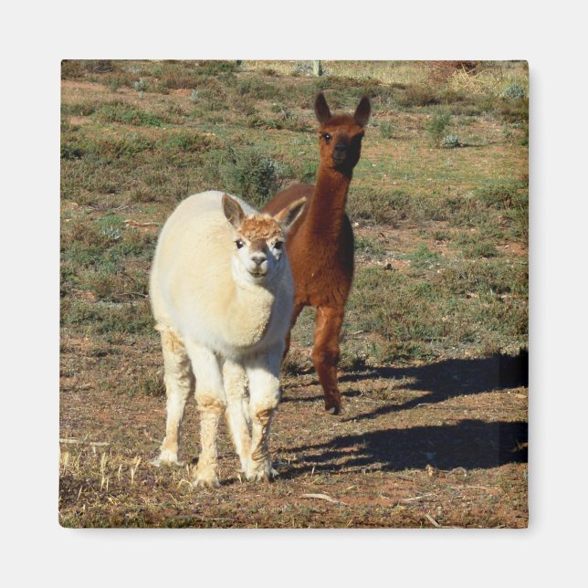 Young Brown And White Alpacas,  Magnet (Front)