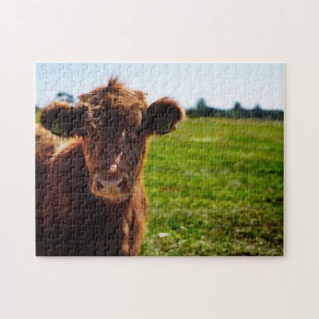 Young Brown Cow in Pasture Field Jigsaw Puzzle (Horizontal)