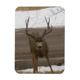 Young Buck Flexible Magnet