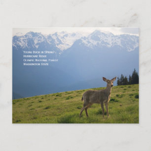 Young Buck in Spring Postcard