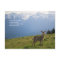 Young Buck in Spring Postcard