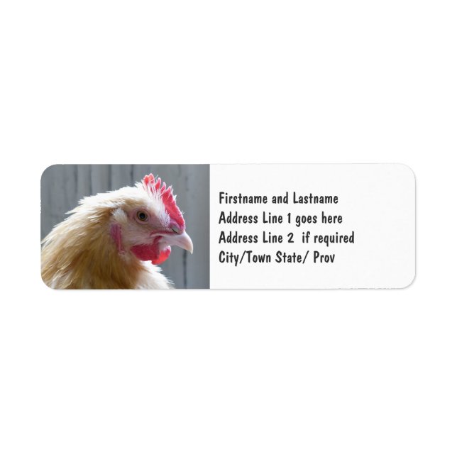 Young Buff Orpington Heritage Chicken Roo (Front)