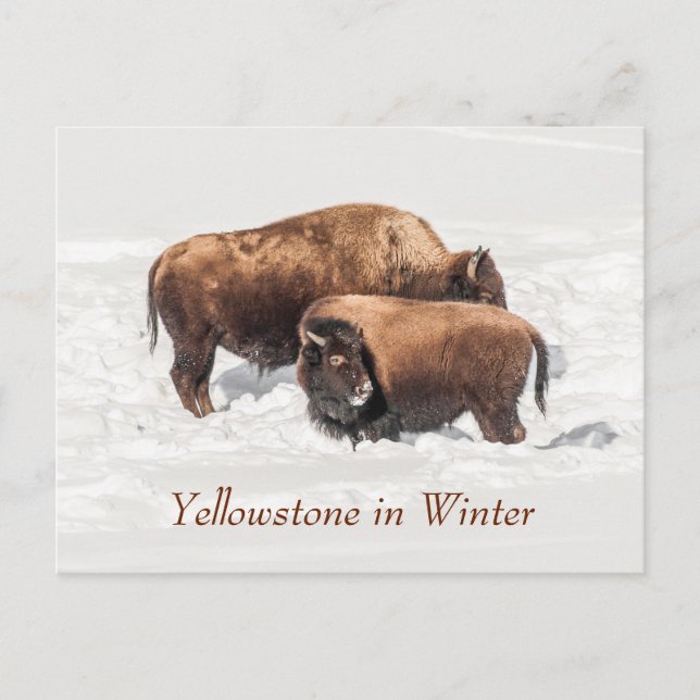 Young Buffalo or Bison with Mother in Winter Postcard (Front)