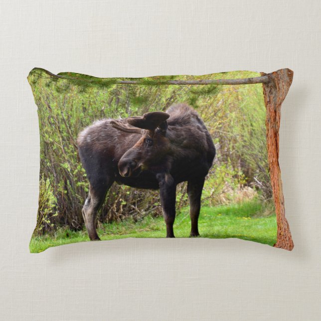 Young Bull Moose Accent Pillow (Front)