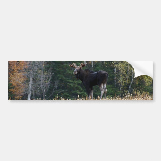 Young   bumper sticker (Front)
