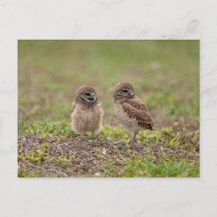 Young Burrowing Owls in Florida Postcard