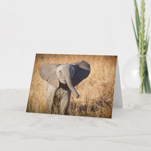 Young Bush Elephant Card
