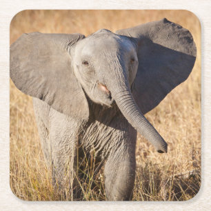 Young Bush Elephant Square Paper Coaster