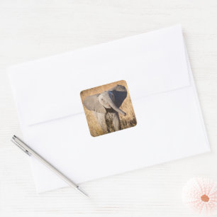 Young Bush Elephant Square Sticker