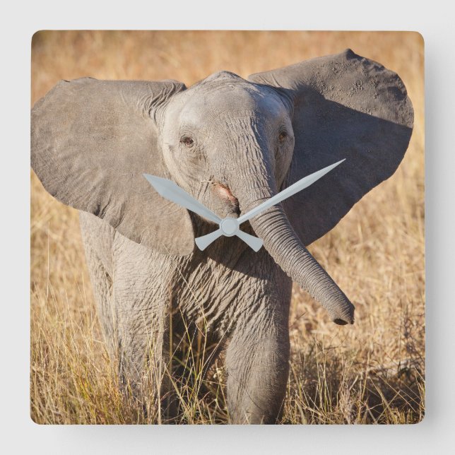 Young Bush Elephant Square Wall Clock (Front)