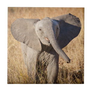 Young Bush Elephant Tile