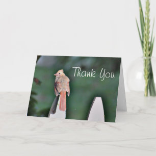 Young cardinal thank you card