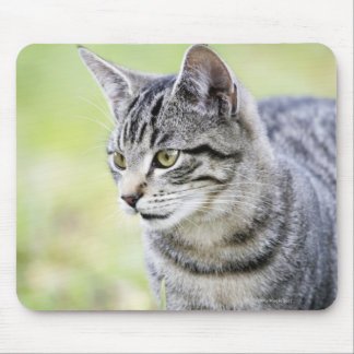 Young cat in nature mouse pad