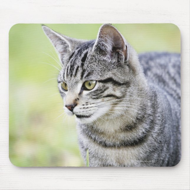 Young cat in nature mouse pad (Front)