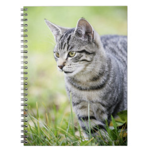Young cat in nature notebook