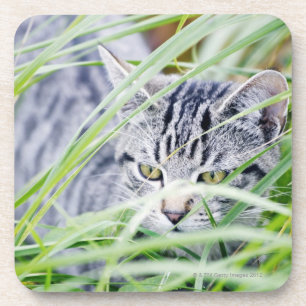 young cat portrait coaster