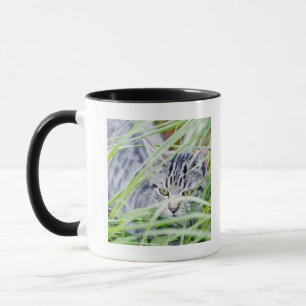 young cat portrait mug
