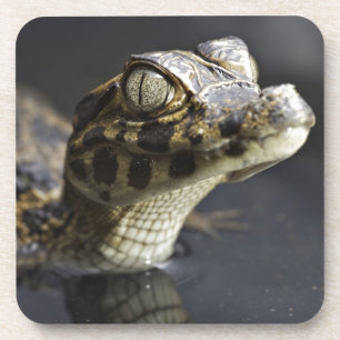 Young cayman in water with reflection coaster