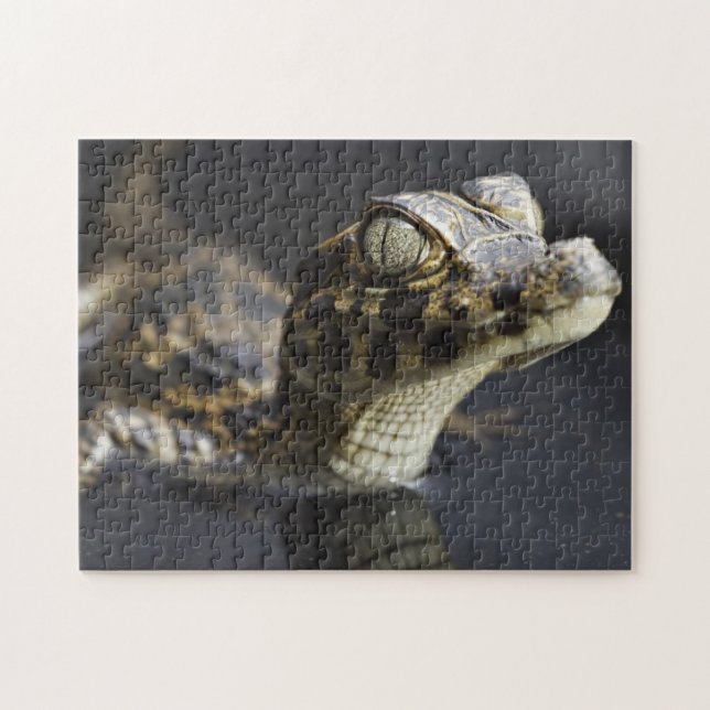 Young cayman in water with reflection jigsaw puzzle (Horizontal)