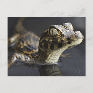 Young cayman in water with reflection postcard