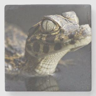 Young cayman in water with reflection stone coaster