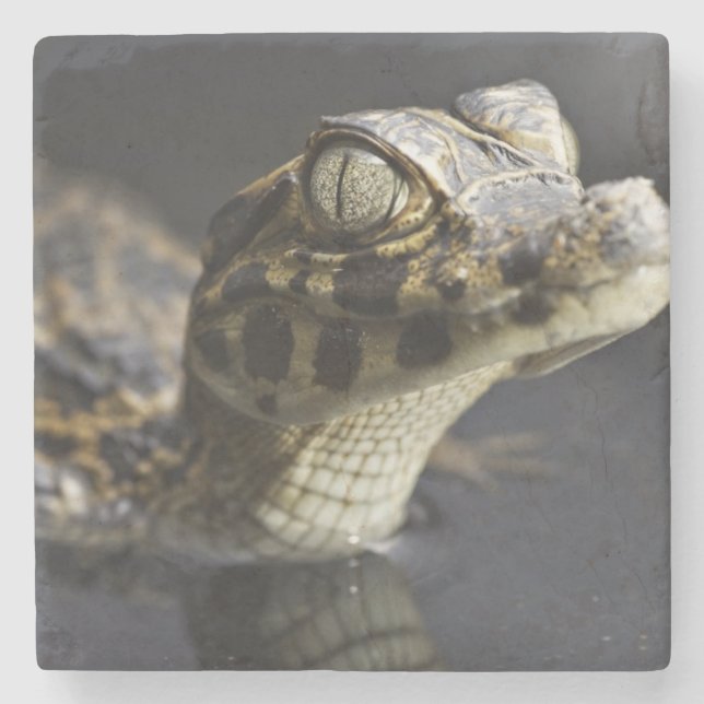 Young cayman in water with reflection stone coaster (Front)