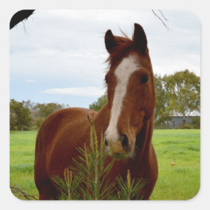 Young Chestnut Horse Sniffing A Banksia Bush, Square Sticker