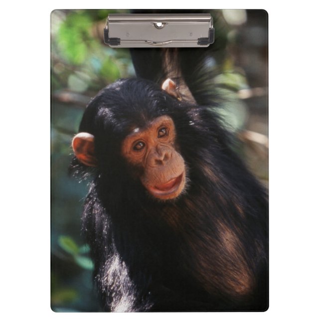 Young Chimpanzee Clipboard (Front)