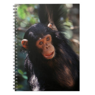 Young Chimpanzee Notebook
