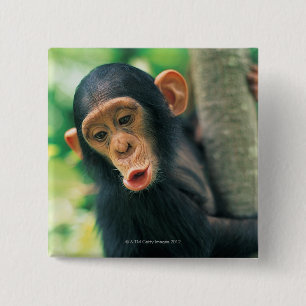 Young Chimpanzee (Pan troglodytes) 2 Inch Square Button