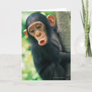 Young Chimpanzee (Pan troglodytes) Card