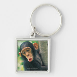 Young Chimpanzee (Pan troglodytes) Keychain