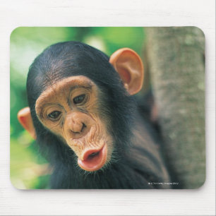 Young Chimpanzee (Pan troglodytes) Mouse Pad