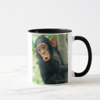 Young Chimpanzee (Pan troglodytes)