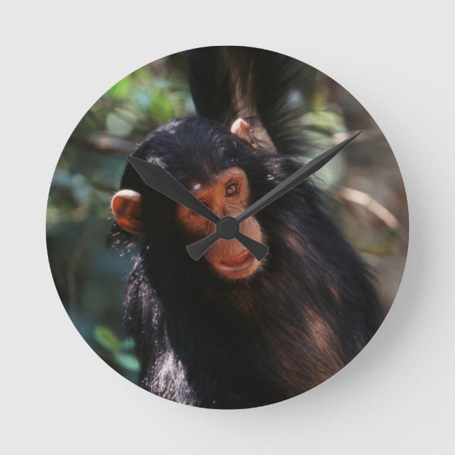 Young Chimpanzee Round Clock (Front)