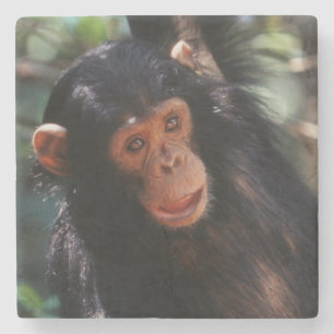 Young Chimpanzee Stone Coaster