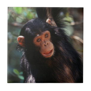 Young Chimpanzee Tile