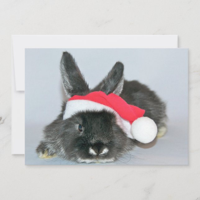 Young christmas rabbit holiday card (Front)