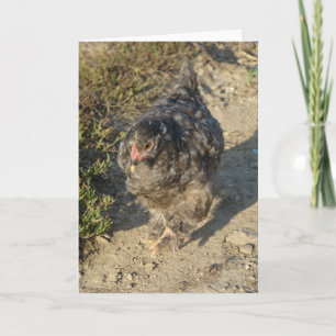 Young Cochin Chicken Card