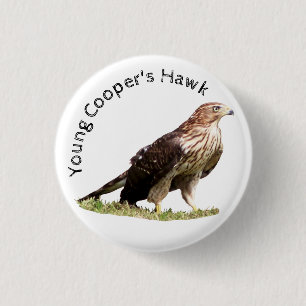 Young Cooper's Hawk 1 Inch Round Button