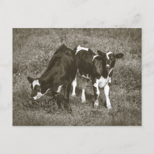 Young Cows in a Field Crane Hill Alabama Postcard