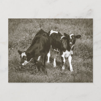 Young Cows in a Field Crane Hill Alabama Postcard