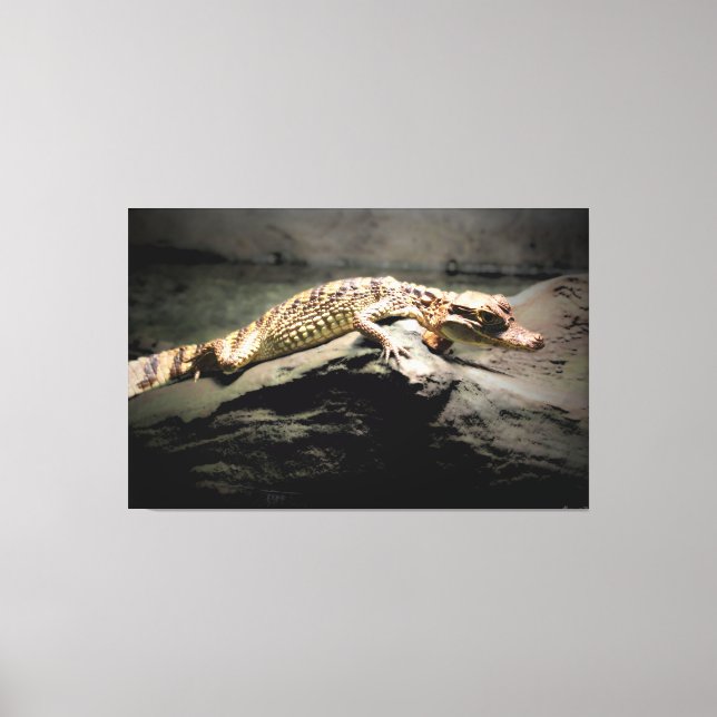 Young Crocodile on a Rock Canvas Print (Front)