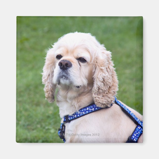 Young cute dog posing. magnet (Front)