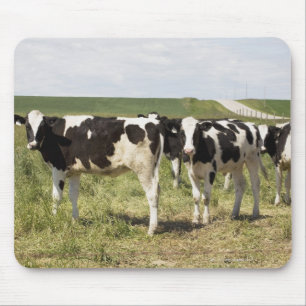 Young Dairy Cattle In Pasture Mouse Pad