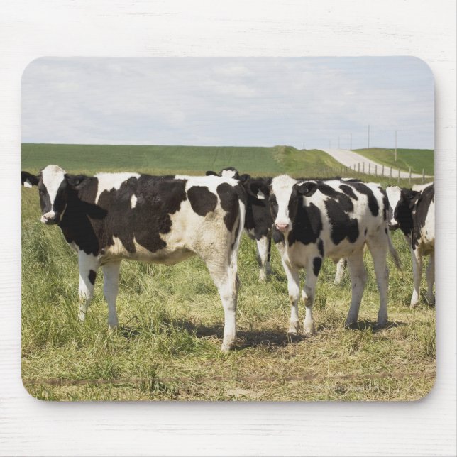 Young Dairy Cattle In Pasture Mouse Pad (Front)