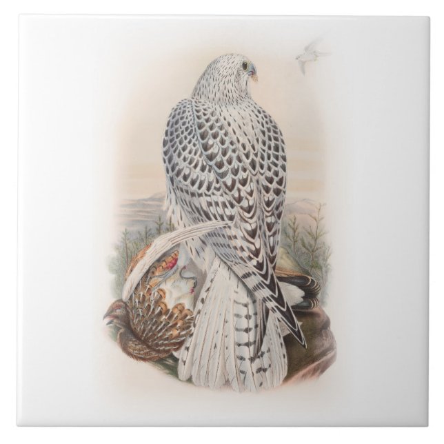 Young Dark Greenland Falcon Birds of Great Britain Tile (Front)