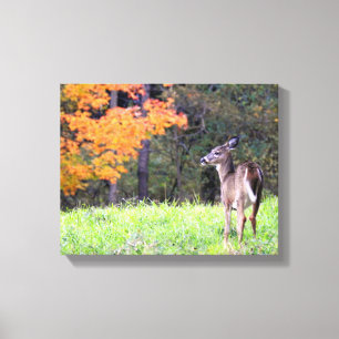 Young Deer in Autumn Canvas Print