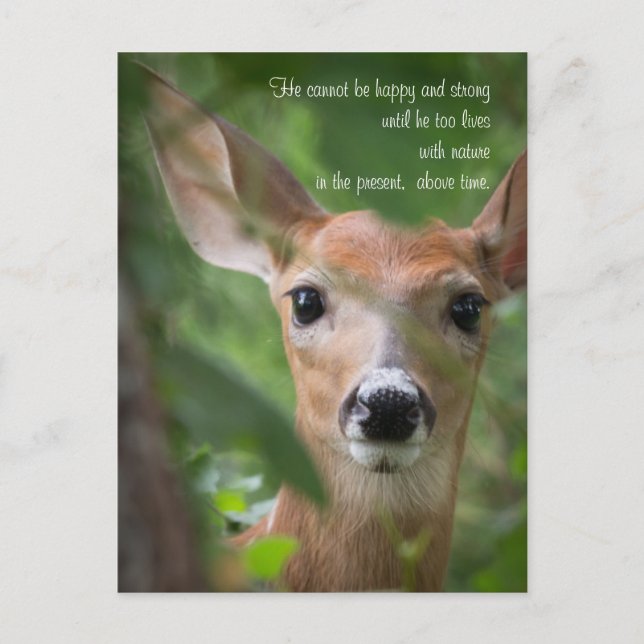 Young Deer With Emerson Quote Postcard (Front)