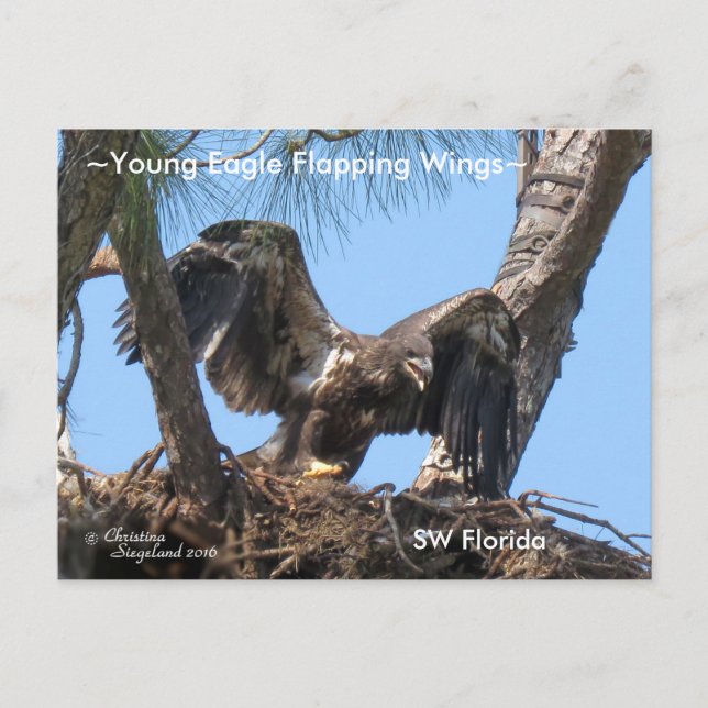 Young Eagle flapping wings Spiegeland Postcard (Front)